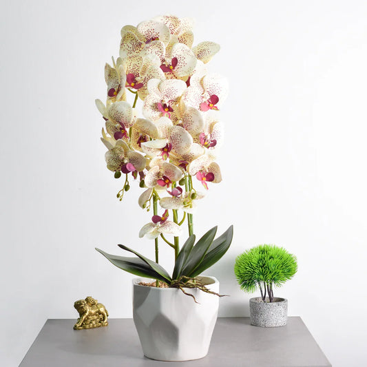 Orhidee cu aspect natural in ghiveci ceramic, 70 cm, Naimeed D4843, Crem