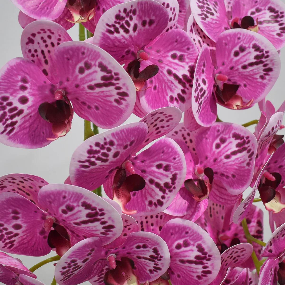 Orhidee cu aspect natural in ghiveci ceramic, 71 cm, Naimeed D4844, Magenta