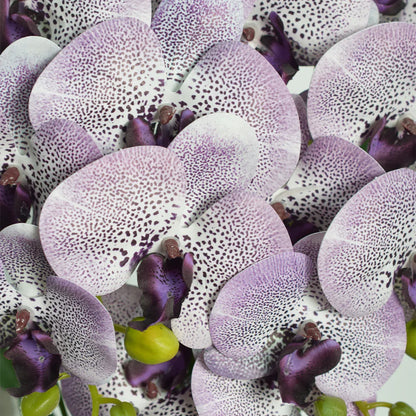 Orhidee cu aspect natural in ghiveci ceramic, 60 cm, Naimeed D4845, Amethyst