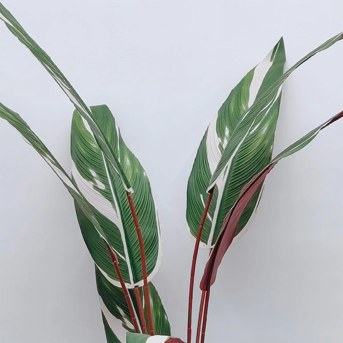 Planta artificiala, Stromanthe Sanguinea fara ghiveci, Naimeed D5618, 185x40 cm, Alb