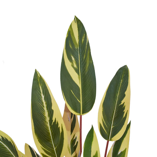 Planta artificiala, Stromanthe Sanguinea fara ghiveci, Naimeed D5619, 140x30 cm, Galben