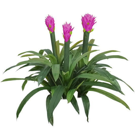 Floare artificiala, Guzmania fara ghiveci, Naimeed D5627, 70x75 cm, Mov