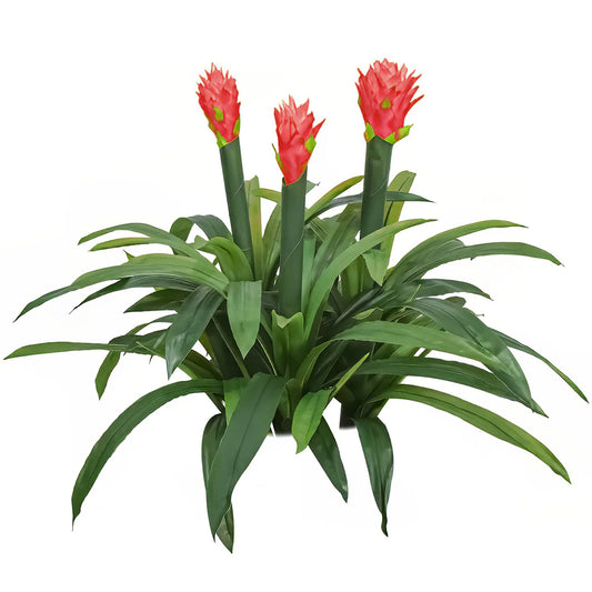 Floare artificiala, Guzmania fara ghiveci, Naimeed D5627, 70x75 cm, Rosu