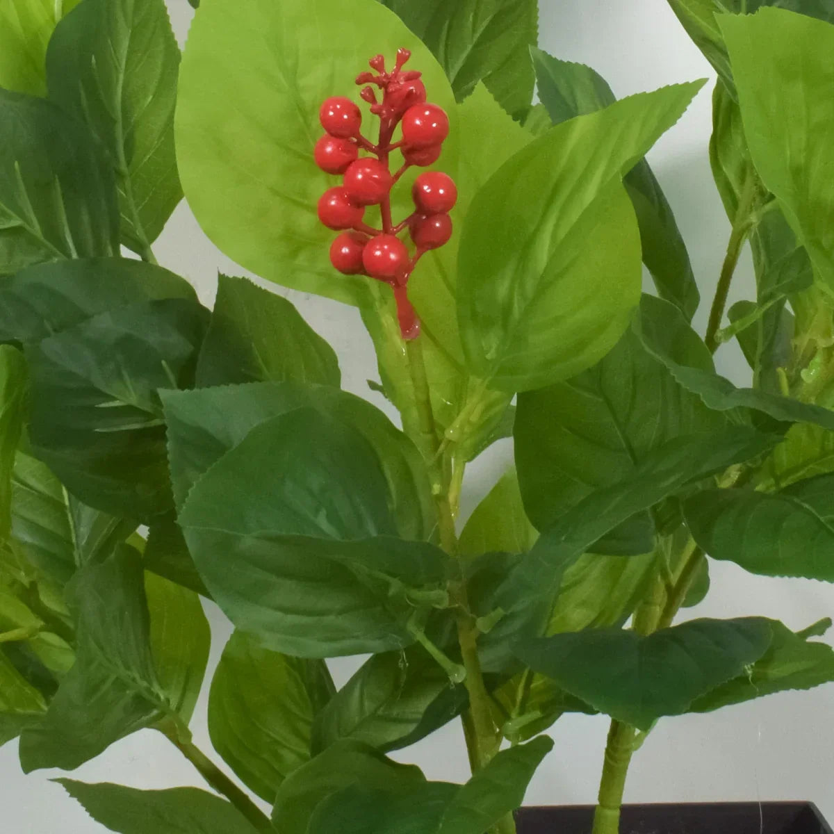 Crenguta Merisoare fara ghiveci, Naimeed D5629, 90x57 cm, Rosu