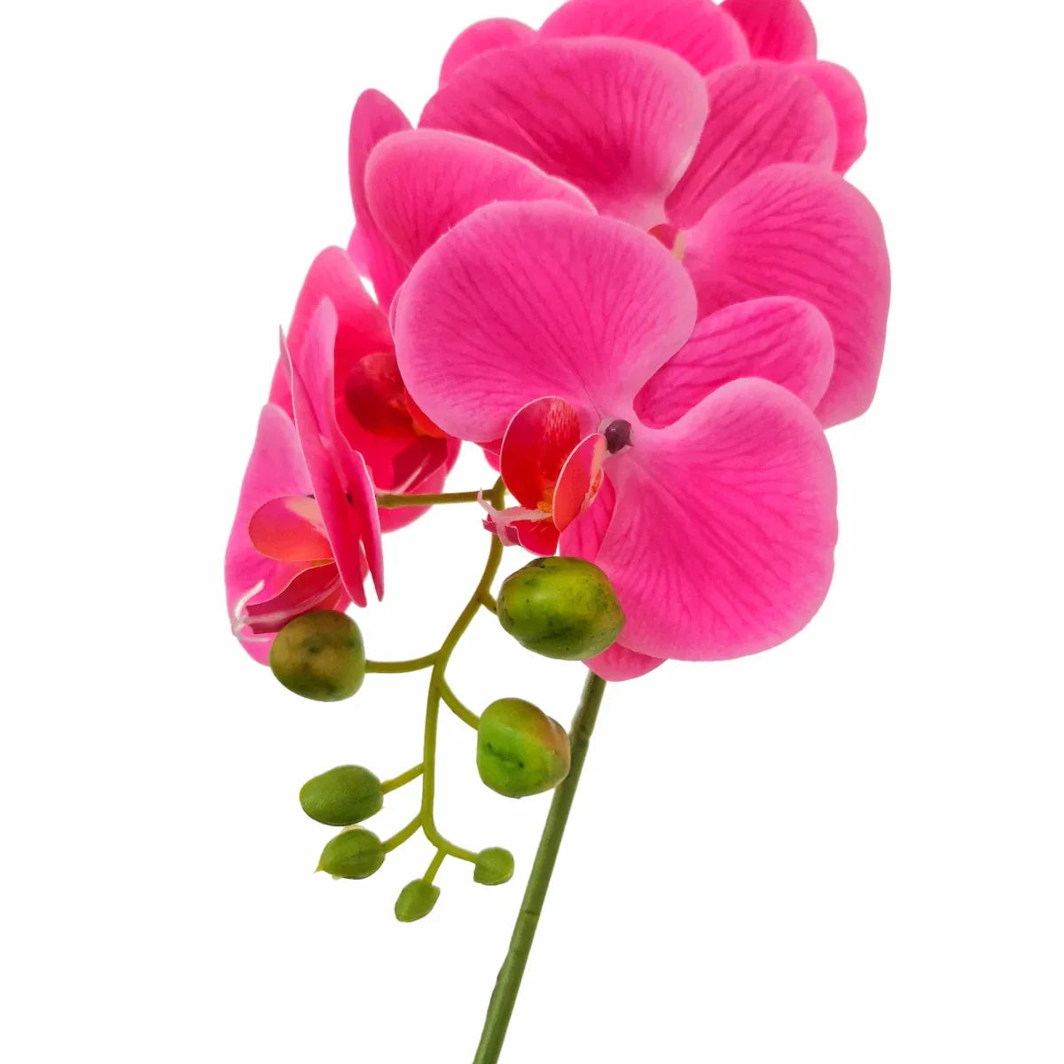 Orhidee cu aspect natural in ghiveci ceramic, 46 cm, Naimeed D5820, Mov