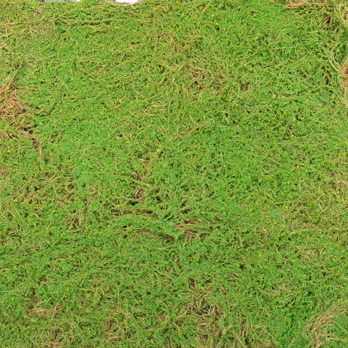 Covor muschi artificial de padure, Naimeed D6541, pentru decorare interioara sau exterioara, Verde, 1000x1000x20mm