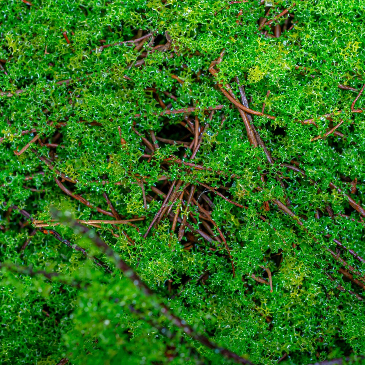 Covor muschi artificial de padure, Naimeed D6551, pentru decorare interioara sau exterioara, Verde, 1000x1000x30mm