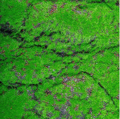 Covor muschi artificial de padure, Naimeed D6556, pentru decorare interioara sau exterioara, Verde, 1000x2000x30mm