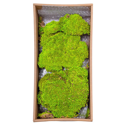 Muschi Premium naturali, stabilizati, Naimeed D6557, pentru decoratiuni hand made, biodegradabili