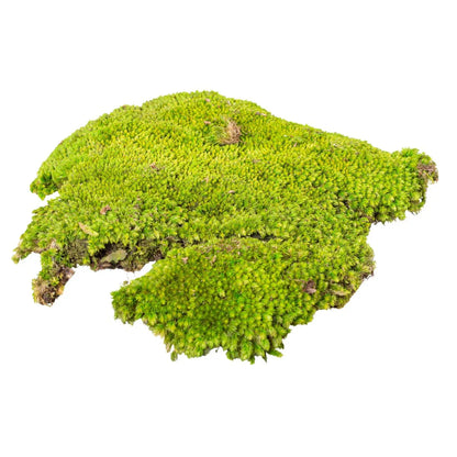 Muschi Premium naturali, stabilizati, Naimeed D6557, pentru decoratiuni hand made, biodegradabili