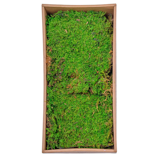 Muschi Premium naturali, stabilizati, Naimeed D6558, pentru decoratiuni hand made, biodegradabili