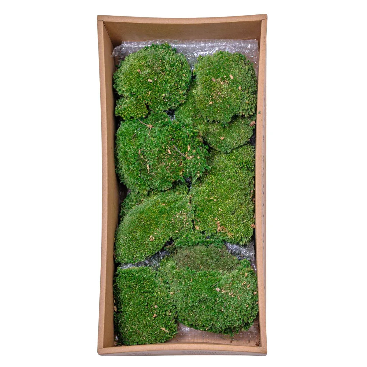 Muschi Premium naturali, stabilizati, Naimeed D6559, pentru decoratiuni hand made, biodegradabili