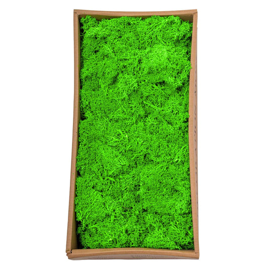 Licheni Premium naturali, stabilizati, Naimeed D6563, pentru decoratiuni hand made, biodegradabili, 500g