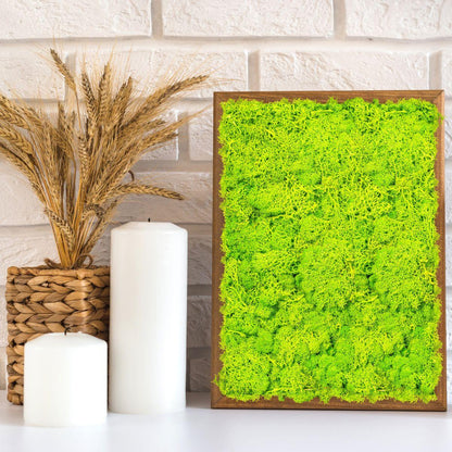 Licheni Premium naturali, stabilizati, Naimeed D6564, pentru decoratiuni hand made, biodegradabili, 500g