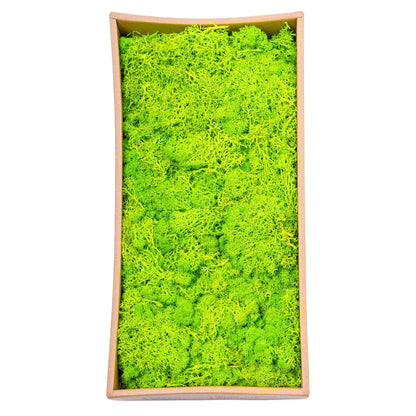 Licheni Premium naturali, stabilizati, Naimeed D6565, pentru decoratiuni hand made, biodegradabili, 500g