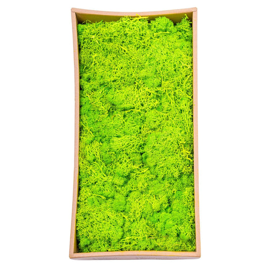 Licheni Premium naturali, stabilizati, Naimeed D6565, pentru decoratiuni hand made, biodegradabili, 500g