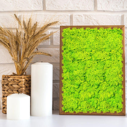 Licheni Premium naturali, stabilizati, Naimeed D6565, pentru decoratiuni hand made, biodegradabili, 500g