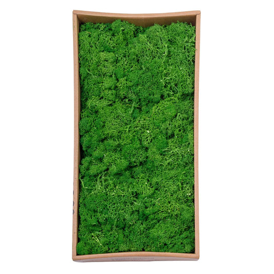 Licheni Premium naturali, stabilizati, Naimeed D6566, pentru decoratiuni hand made, biodegradabili, 500g