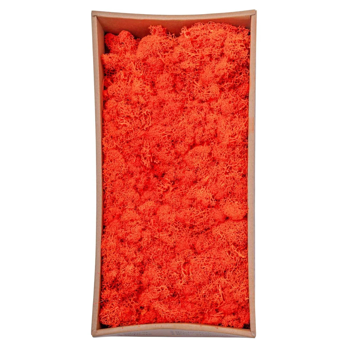 Licheni Premium naturali, stabilizati, Naimeed D6569, pentru decoratiuni hand made, biodegradabili, 500g