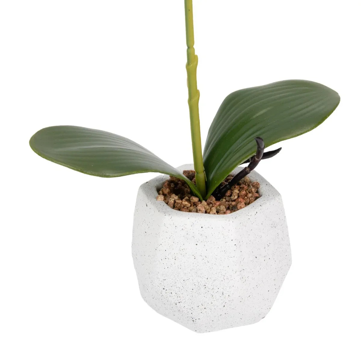 Orhidee cu aspect natural in ghiveci ceramic, 41 cm, Naimeed D6884, Mov