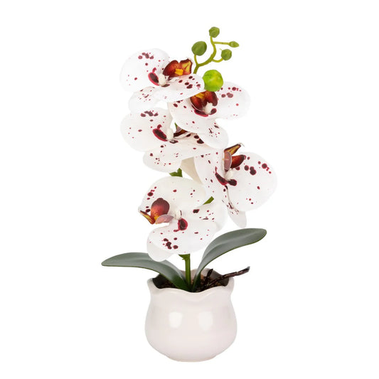 Orhidee cu aspect natural in ghiveci ceramic, 49 cm, Naimeed D6893, Alb-bordo