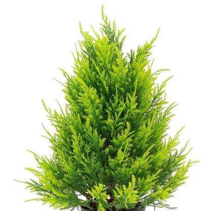 Planta artificiala, tip Thuja, cu ghiveci, Naimeed D6936, 31x10 cm, Verde